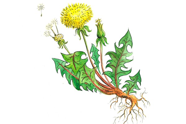 Dandelion Extract