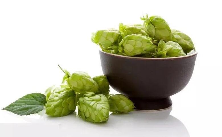 Apa yang boleh anda lakukan dengan ekstrak bunga Humulus lupulus?